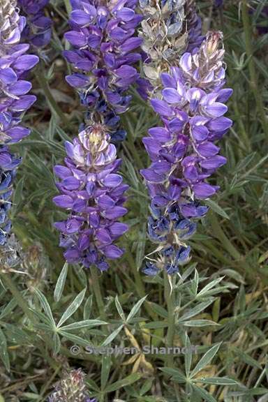 lupinus sp 8 graphic